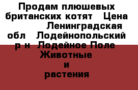 Продам плюшевых британских котят › Цена ­ 1 500 - Ленинградская обл., Лодейнопольский р-н, Лодейное Поле  Животные и растения » Кошки   . Ленинградская обл.